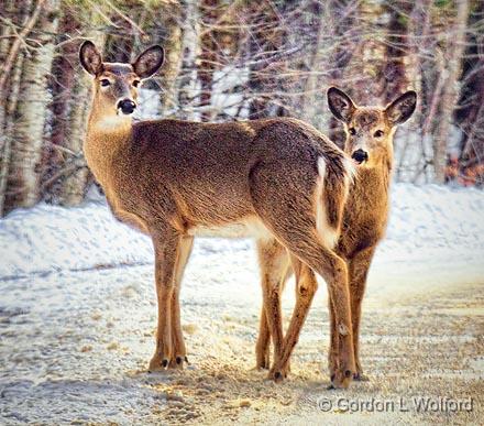 Doe & Yearling_21460.jpg - White-tailed Deer (Odocoileus virginianus) photographed near McDonalds Corners, Ontario, Canada.